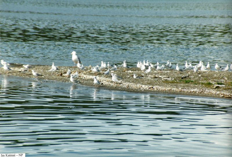 Seevögel im Katmai NP